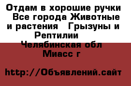 Отдам в хорошие ручки - Все города Животные и растения » Грызуны и Рептилии   . Челябинская обл.,Миасс г.